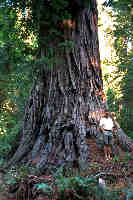 large tree, 5.8k
